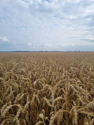 Сударыня на полях «Юбилейного»: новый рекорд и небывалый урожай